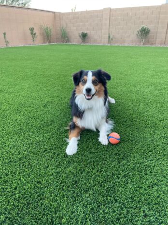 A brown and black collie sits with a ball in a synthetic grass lawn.