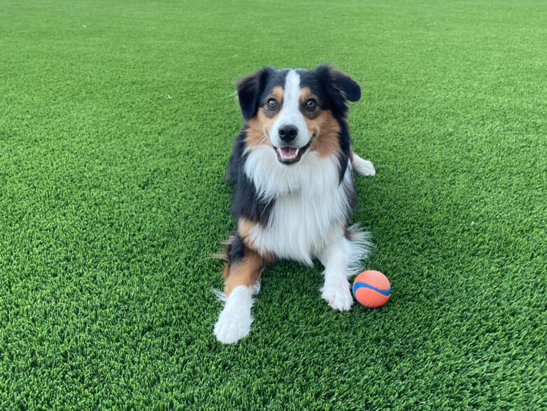 A brown and black collie sits with a ball in a synthetic grass lawn.