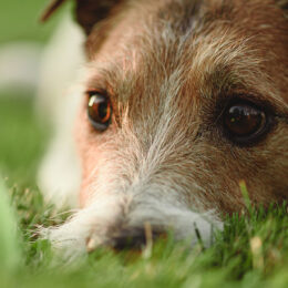 FAQs: Everything You Need To Know About Synthetic Grass Putting Greens