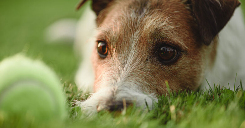 5 Ways Artificial Grass Creates a Safe & Fun Environment for Dogs