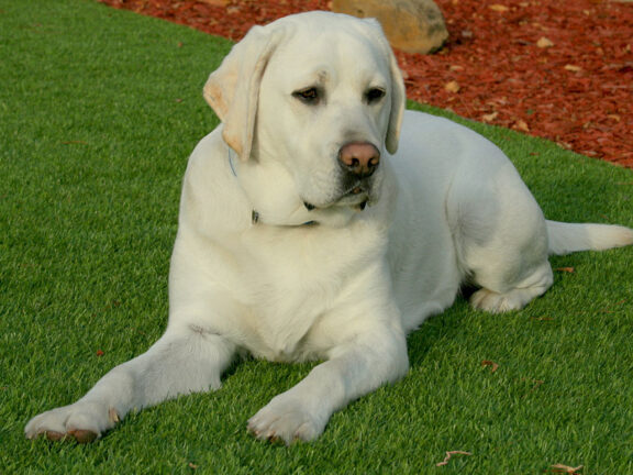 A lab lays comfortably on a synthetic grass lawn.