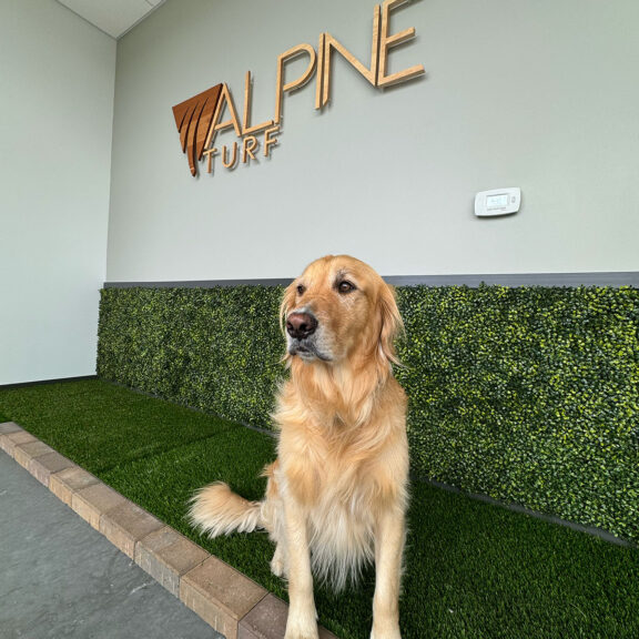 A golden retriever sits on a ground-level bench seat made of synthetic grass. An "Alpine Turf" sign hangs above him.