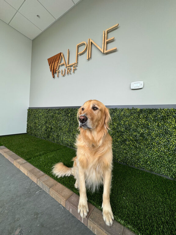 A golden retriever sits on a ground-level bench seat made of synthetic grass. An "Alpine Turf" sign hangs above him.