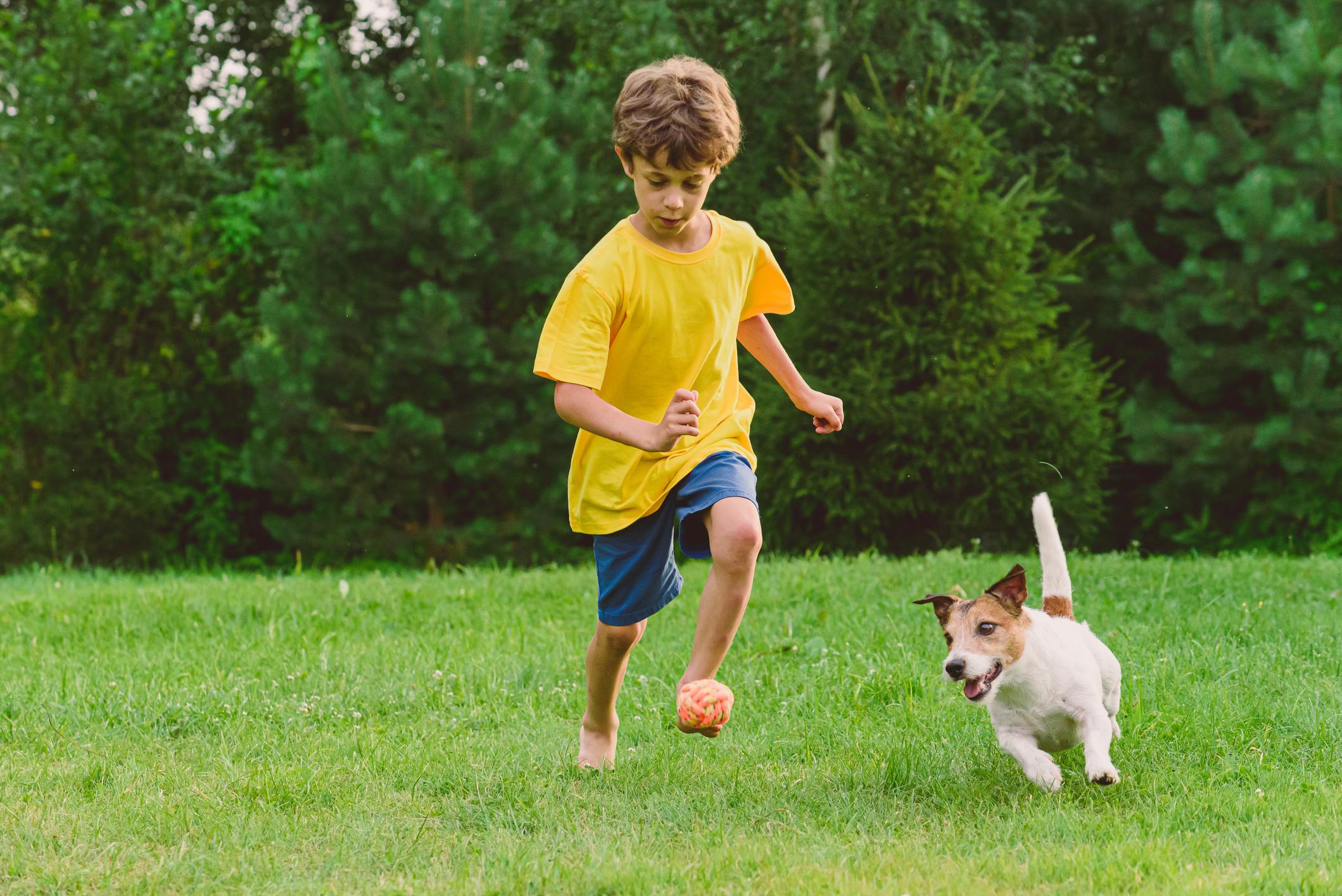 A young boy and dog kick a soccer ball on synthetic turf.